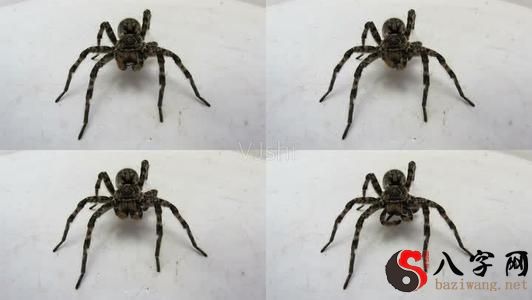 梦见蜘蛛爬身上