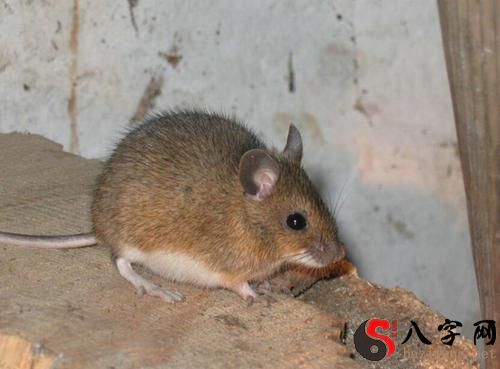 梦见老鼠在身上爬