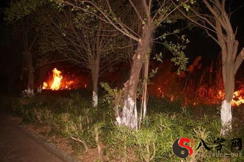 梦见点火烧草